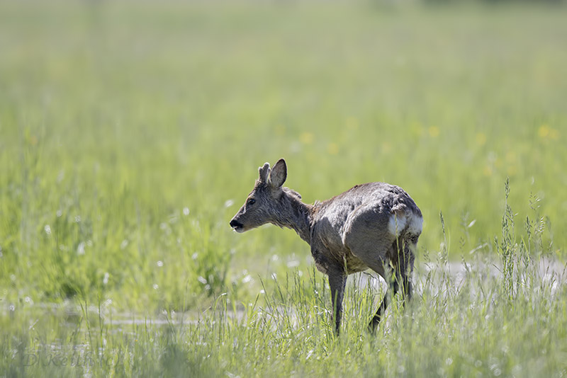 Mommenheim_04-05-2015-09-38-05_0222.jpg
