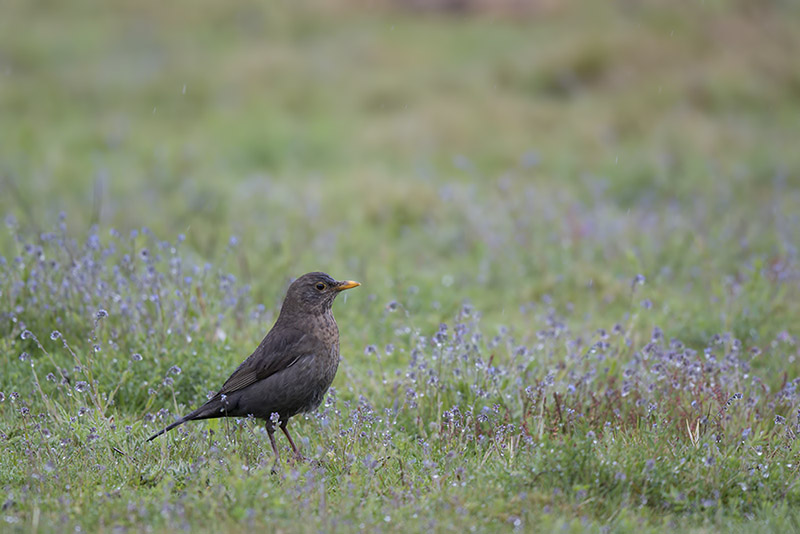 Brumath_01-05-2015-08-54-51_0028.jpg