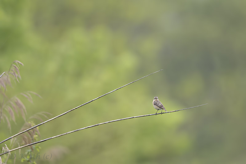 Mommenheim_02-05-2015-10-46-12_0130.jpg