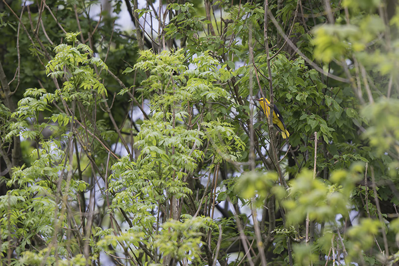 Mommenheim_05-05-2015-11-03-39_1183.jpg