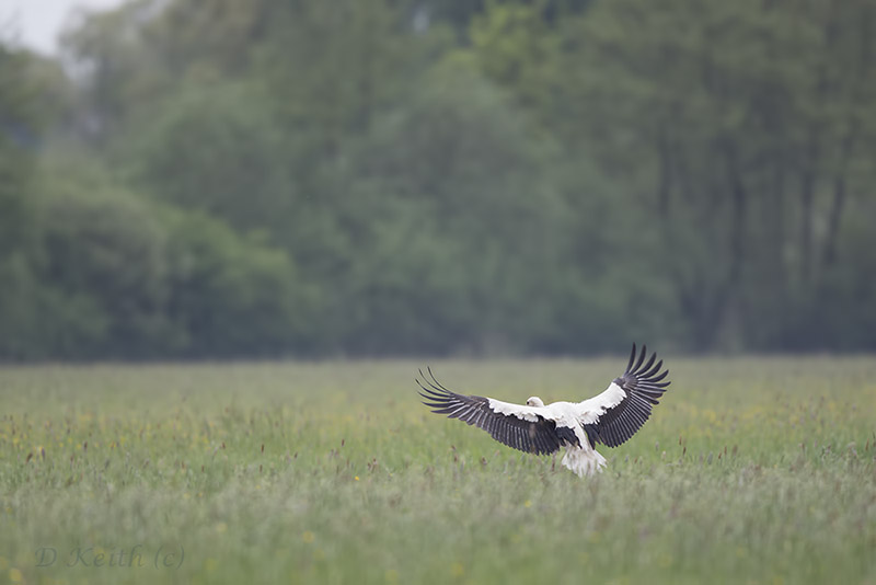 Mommenheim_05-05-2015-08-27-48_0587.jpg