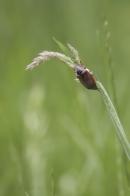 Mommenheim_05-05-2015-10-51-07_1171.jpg