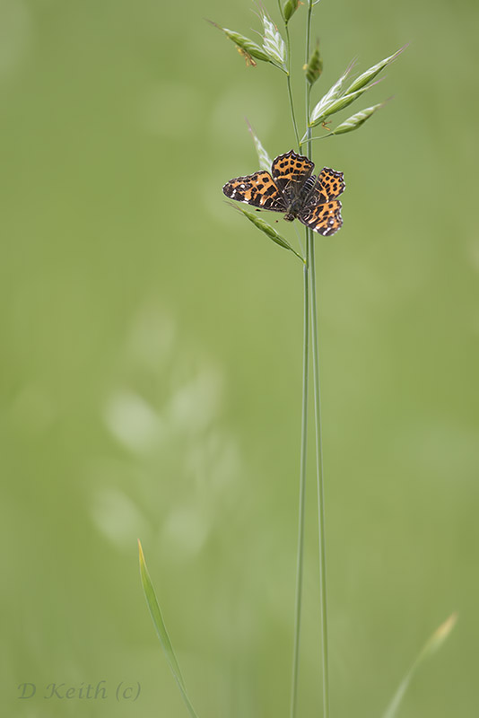 Mommenheim_05-05-2015-10-45-19_1140.jpg
