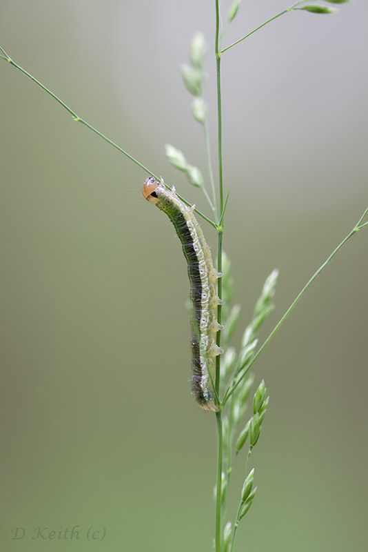Mommenheim_05-05-2015-13-37-29_0738.jpg