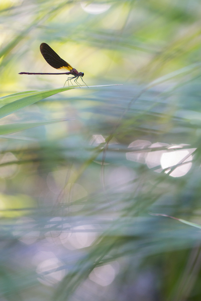 Calos Images et Nature-2.jpg