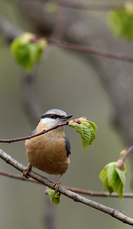 DSC_2025.jpg