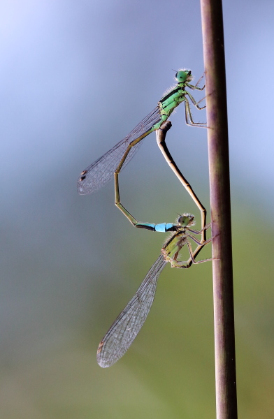 IMG_78603 agrion .JPG