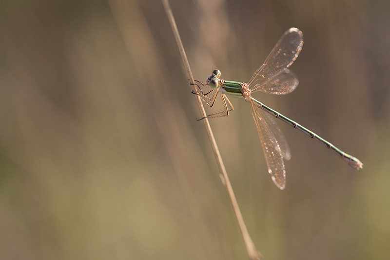 montignac_31-07-2014-20-21-59_0513.jpg