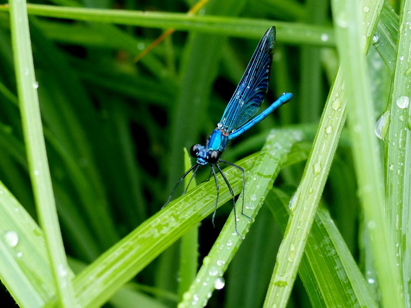 P1000035.jpg