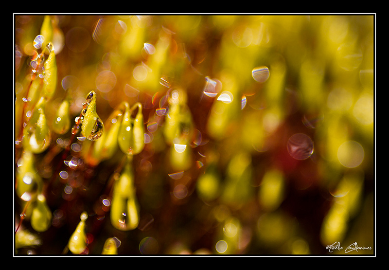 _MG_3273-copie.jpg