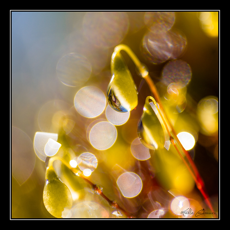 _MG_3260-copie.jpg