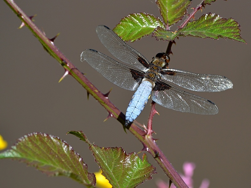 Libellule 010.JPG