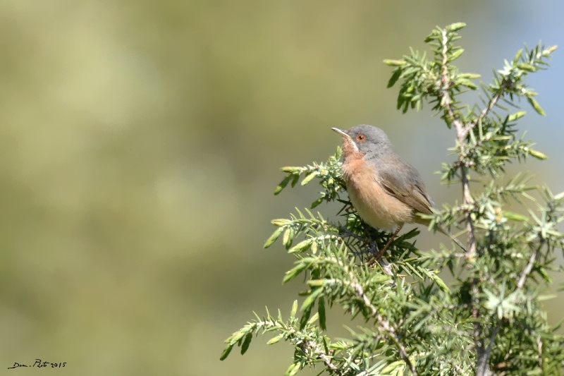 DSC_4798.JPG
