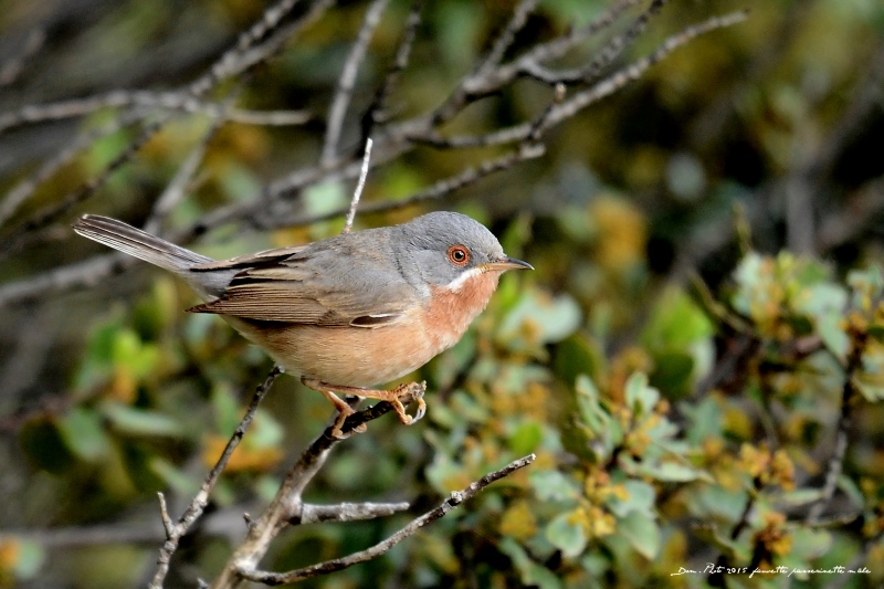 DSC_4309.JPG