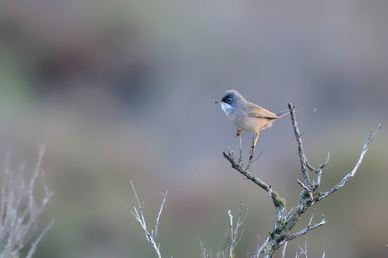 DSC_4508.JPG