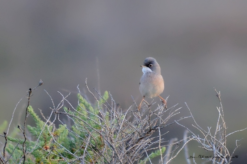 DSC_4504.JPG