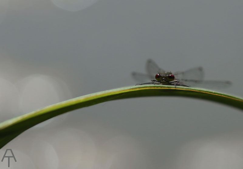 5G7A2567.JPG