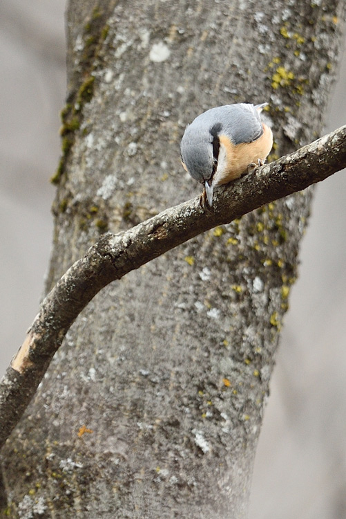 DSC_1466.jpg