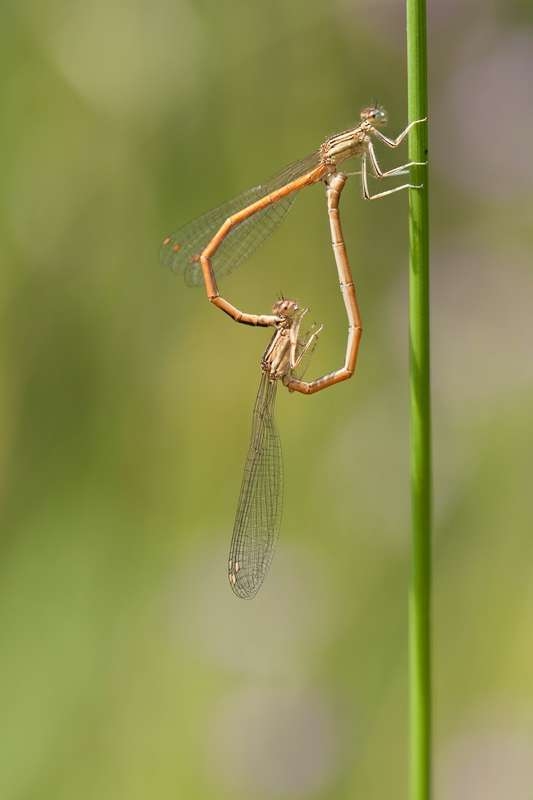 coeur_agrion_orangé_2014_0601.jpg