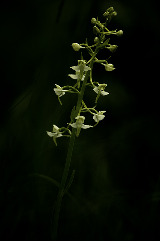 _DSC8906-Modifier.jpg