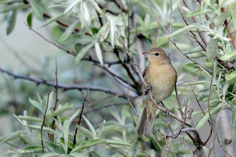 DSC_4608 BIS.jpg