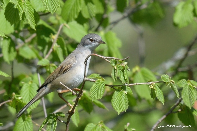 DSC_4833.JPG