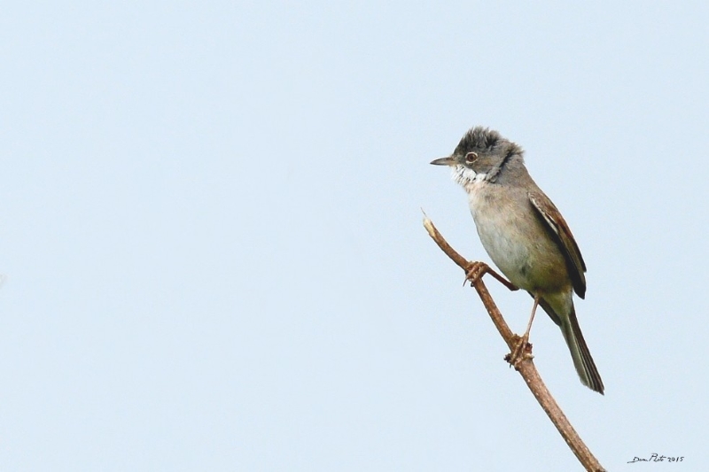 bretagne fauvette grisette 2.jpg