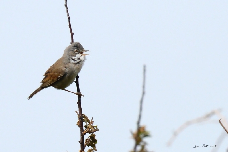 bretagne mai 2015 fauvette grisette.jpg