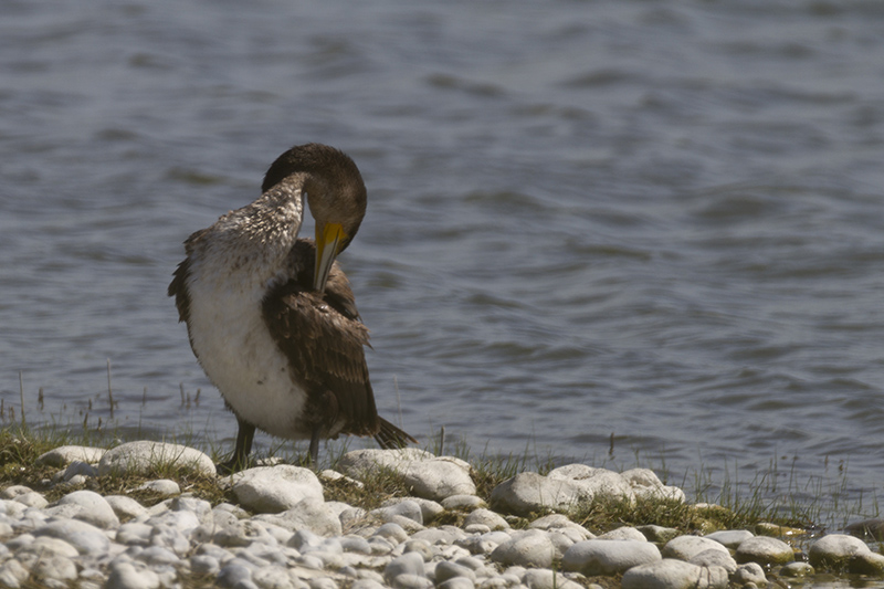 _MG_8579 Cormoran.jpg