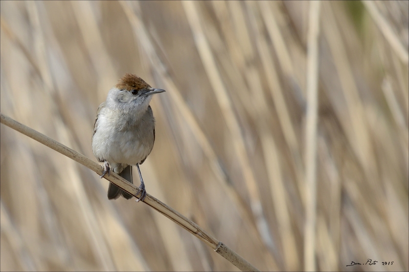 DSC_1771.JPG