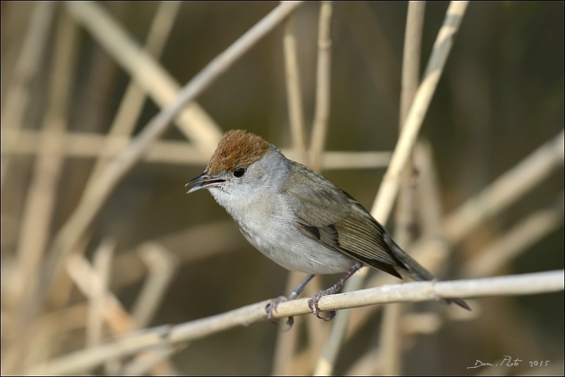 DSC_1777.JPG