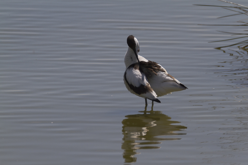 _MG_8868 Avocette.jpg
