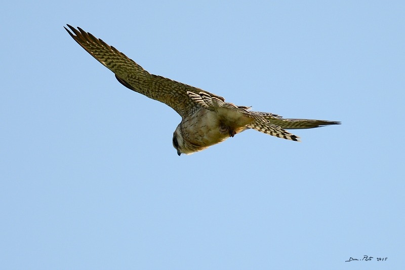 DSC_6208.JPG