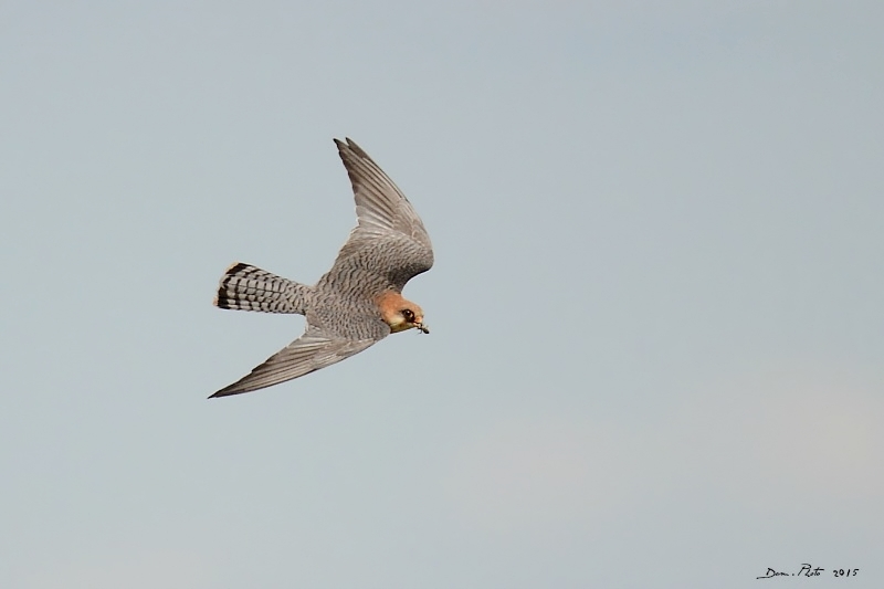 DSC_6347.JPG