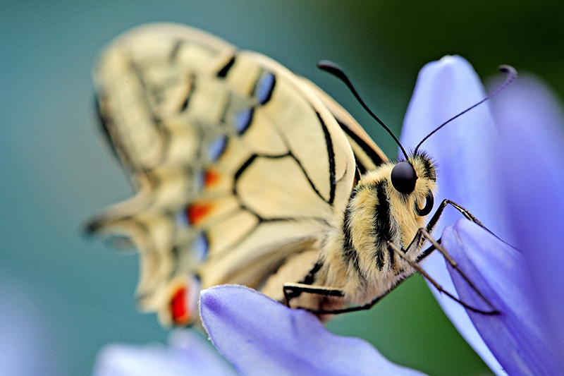 Machaon .jpg