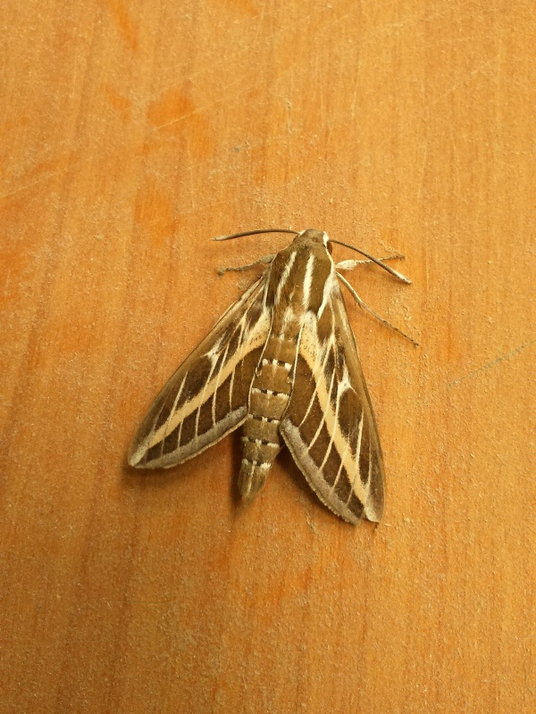 Sphinx Livournien 2.jpg