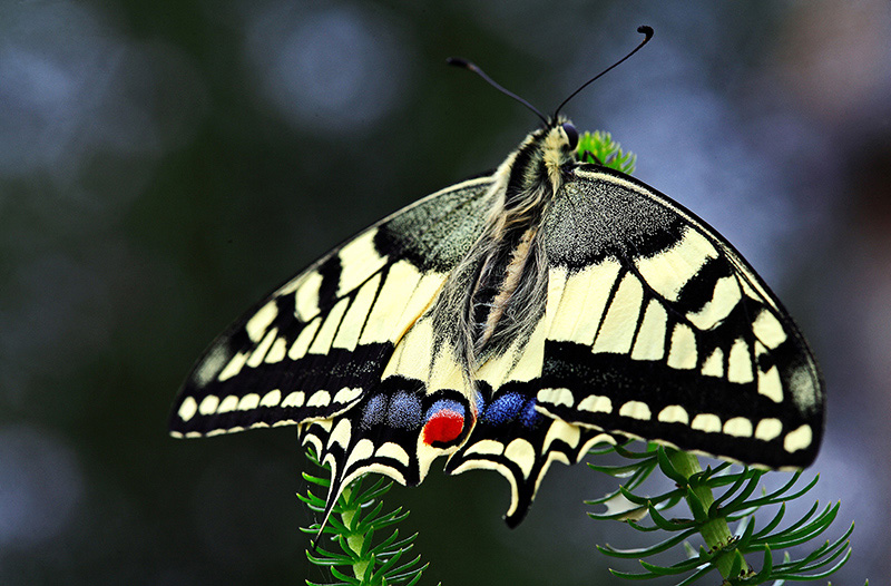 Machaon se dÃ©ploie.jpg