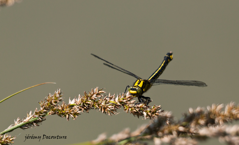 24052015-DSC_0690-Modifier.jpg