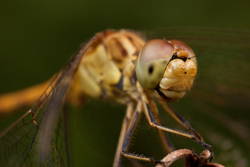 Portrait de Sympetrum.jpg