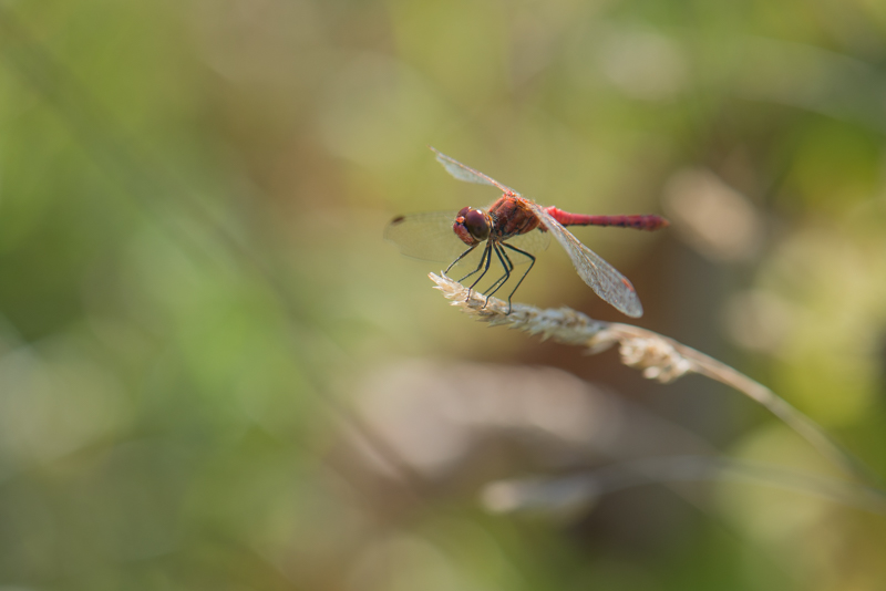 DSC_4035.jpg