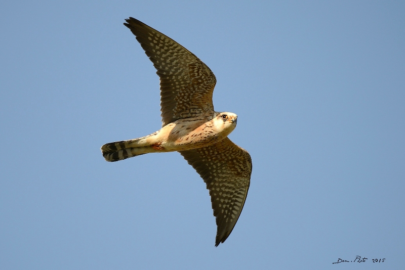 DSC_6831.JPG