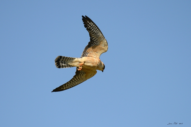 DSC_6935.JPG
