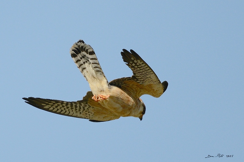 DSC_6938.JPG
