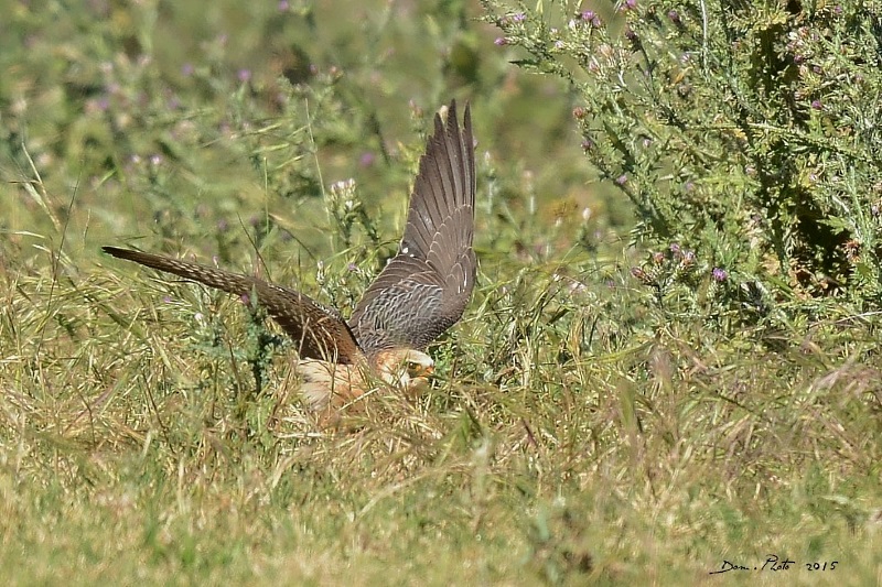 DSC_7005.JPG
