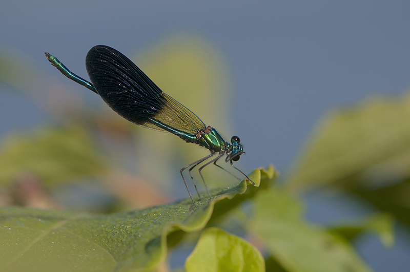 Caloptéryx occitan.jpg
