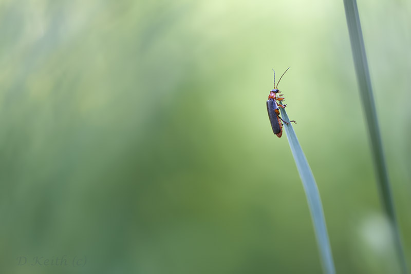 lèves chavannes_27-05-2015-14-35-59_0358.jpg