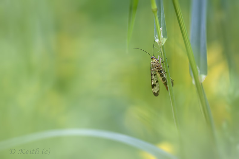 lèves chavannes_27-05-2015-14-35-00_0348.jpg