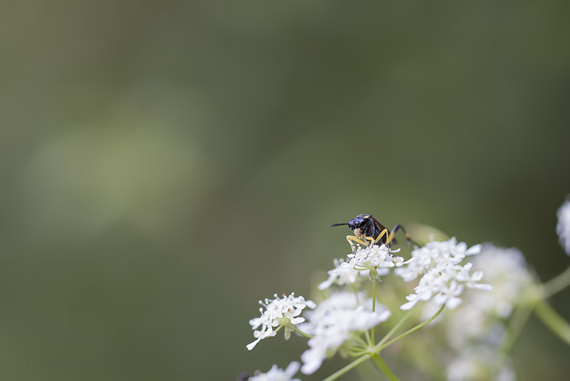 lèves chavannes_27-05-2015-14-19-13_0280.jpg