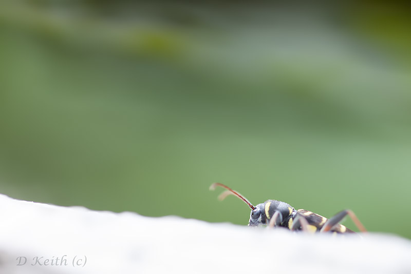 lèves chavannes_27-05-2015-13-45-08_0146.jpg