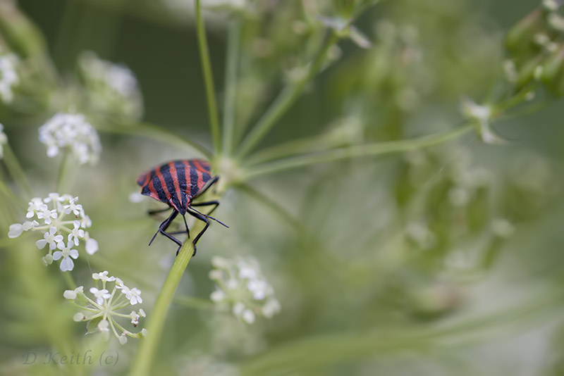 lèves chavannes_27-05-2015-14-21-40_0305.jpg